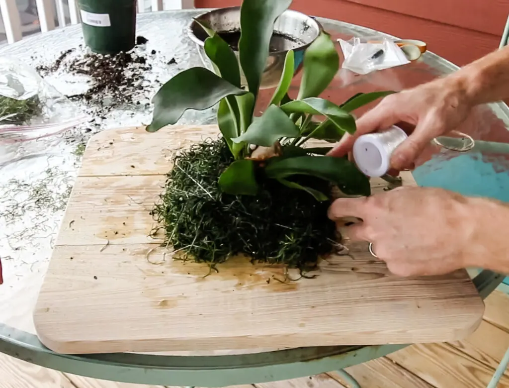 mounting a staghorn fern