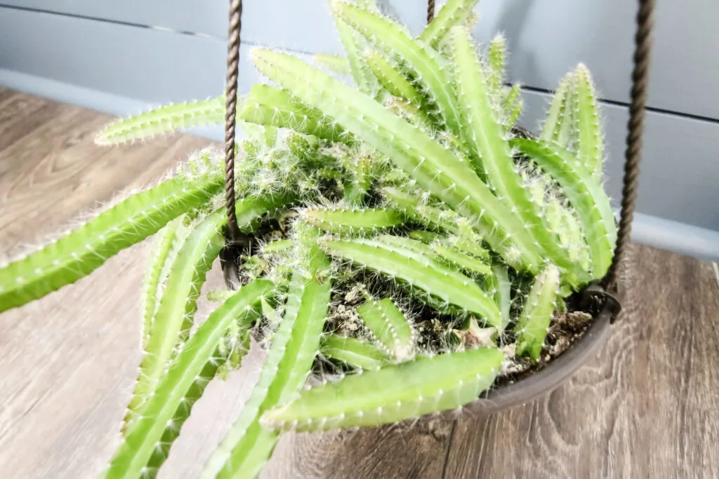 dog tail cactus in a hanging pot