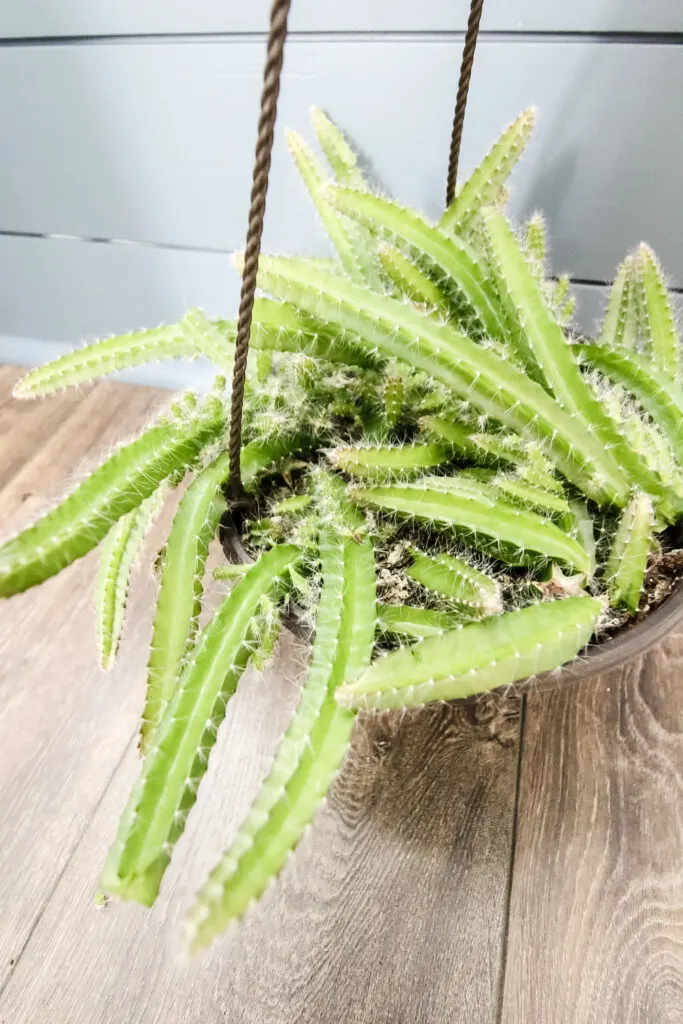 dog tail cactus in a hanging pot