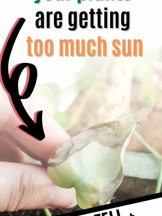 The best water for indoor plants keep your plants alive