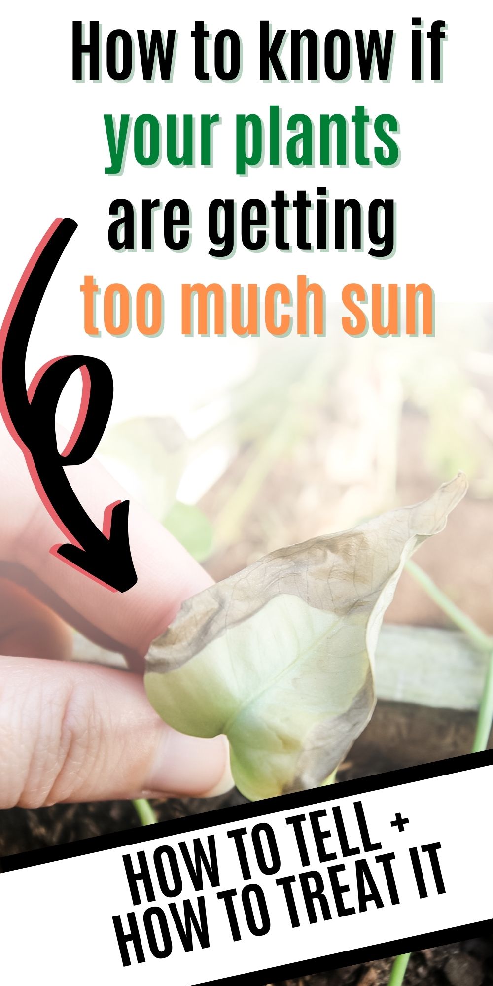 How Do I Know If My Plants Are Getting Too Much Sun Keep Your Plants 