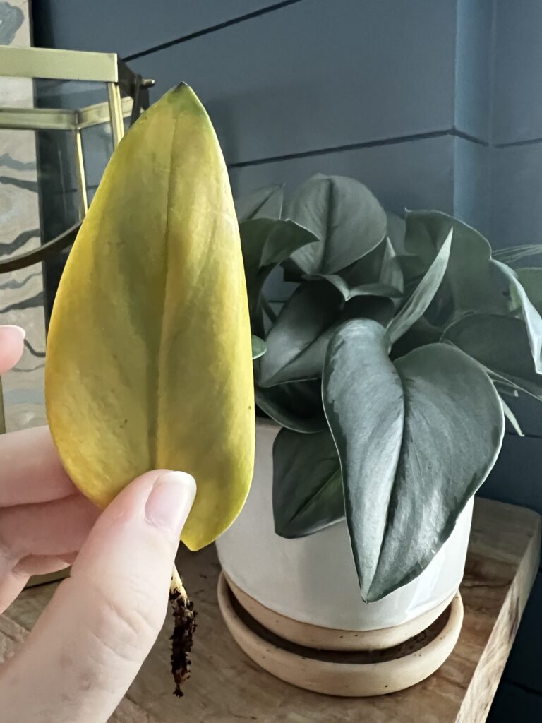 yellow leaf on a sterling silver plant