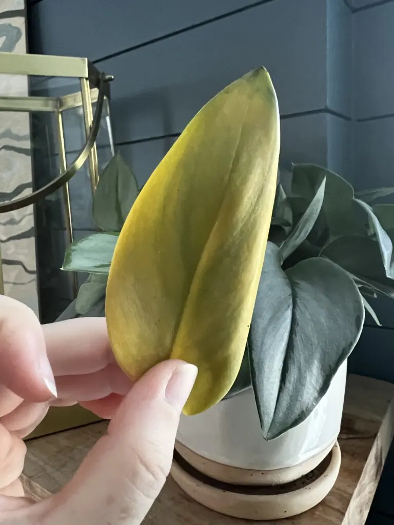 yellow leaf on a Scindapsus Treubii Moonlight