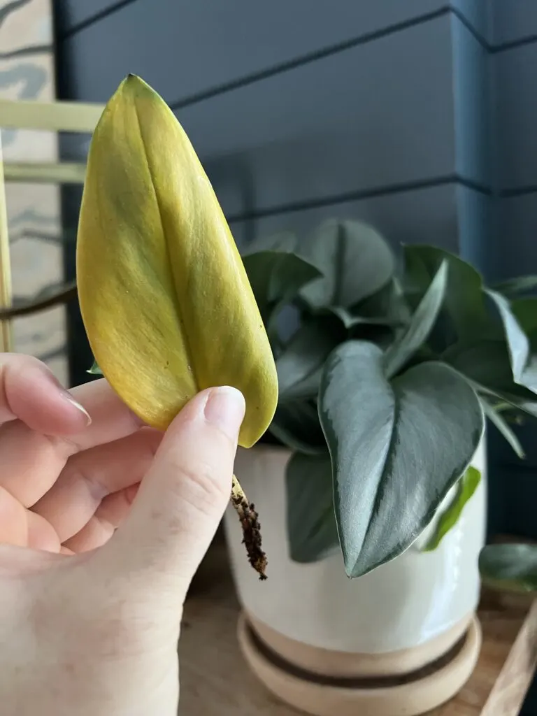 yellow leaf on a  Sterling Silver Scindapsus