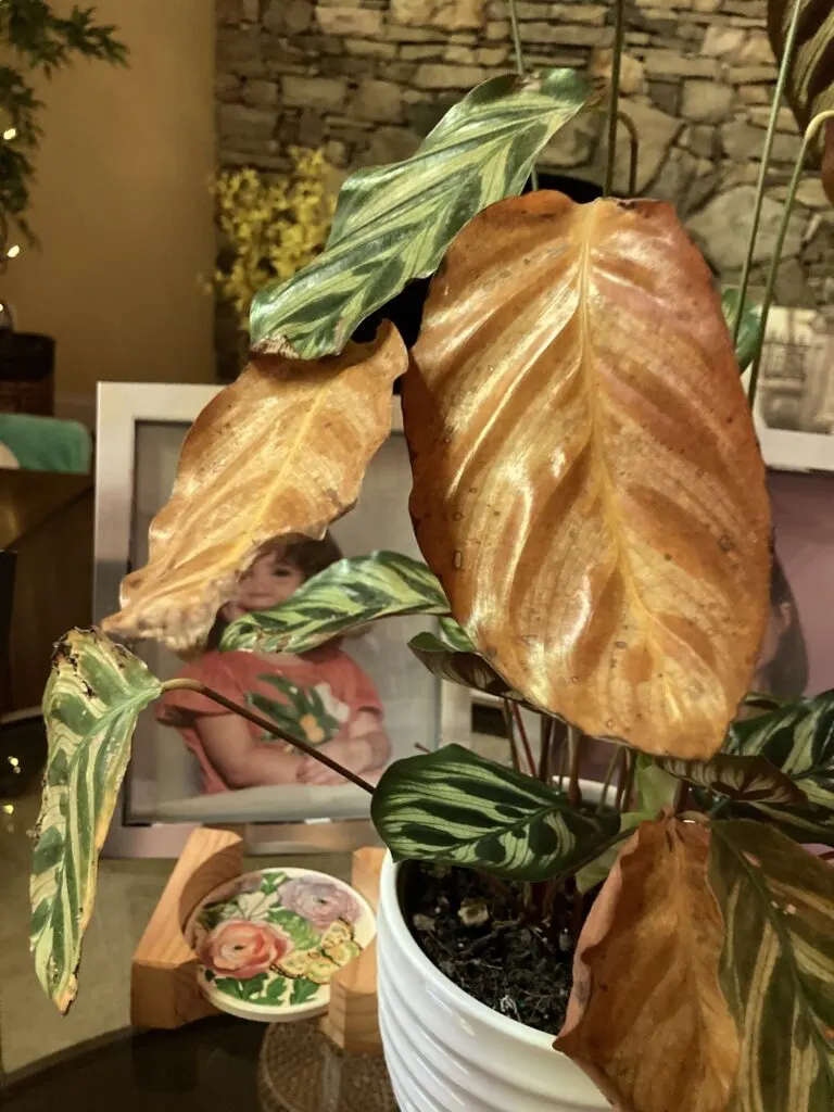 calathea with sun damaged leaves