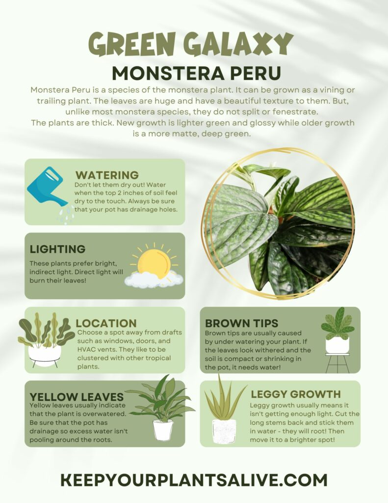 Green Galaxy Monstera Peru care guide