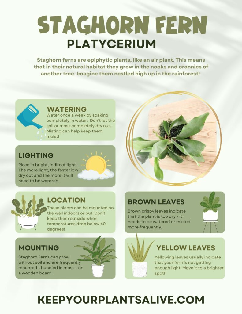 Staghorn Fern plant care guide
