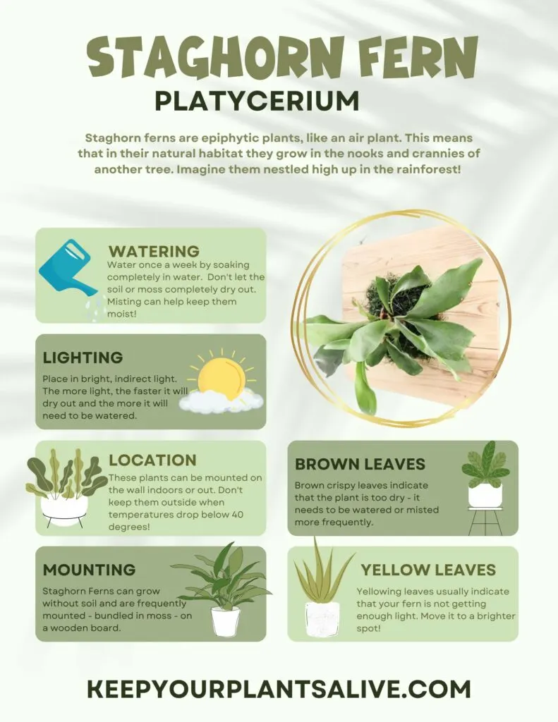 The Staghorn Fern care guide - keep plants alive