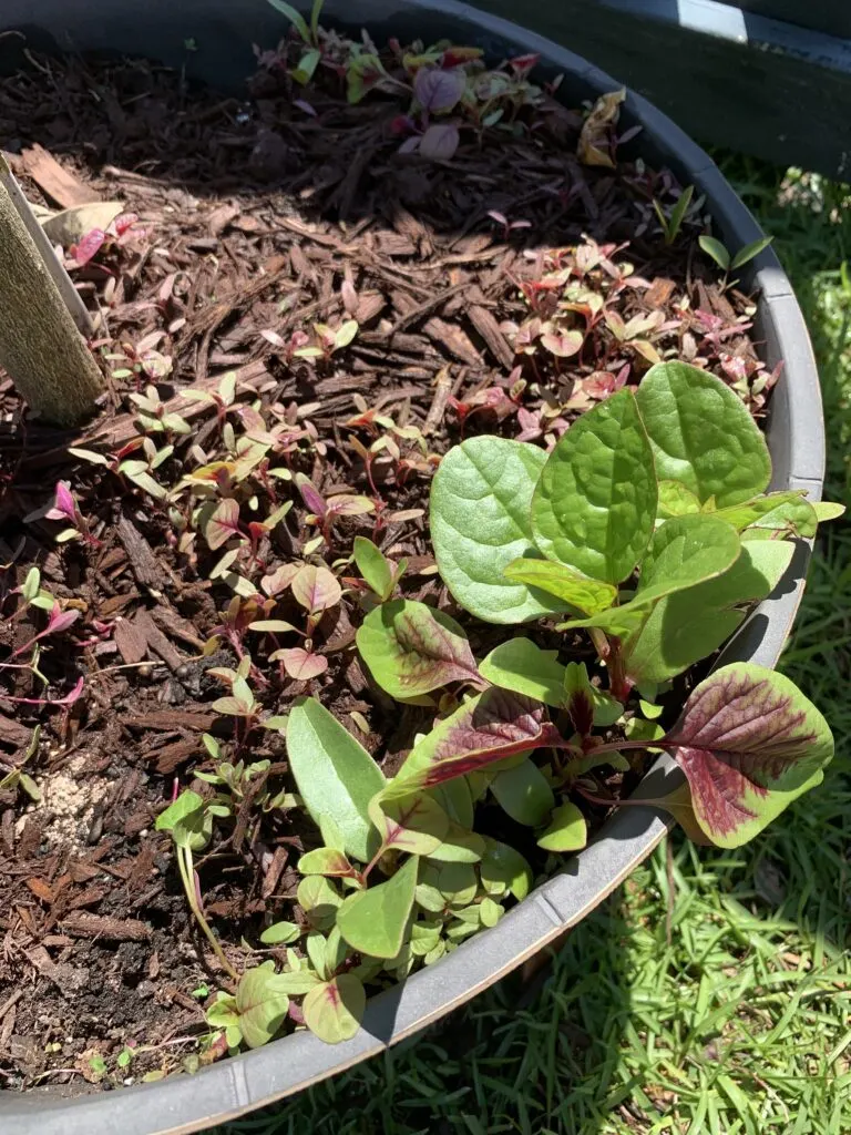 baby malabar spinach