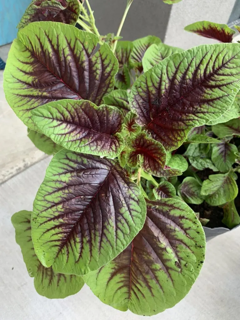 close up of malabar spinach