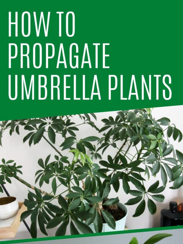 How to propagate umbrella plants keep your plants alive