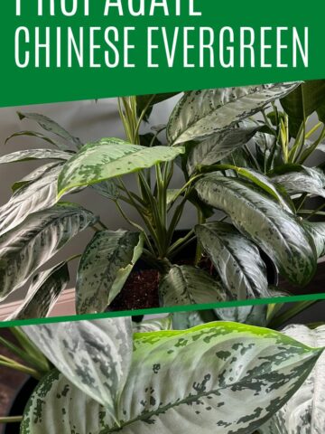 how to propagate chinese evergreen plants
