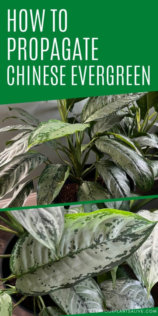 how to propagate chinese evergreen plants