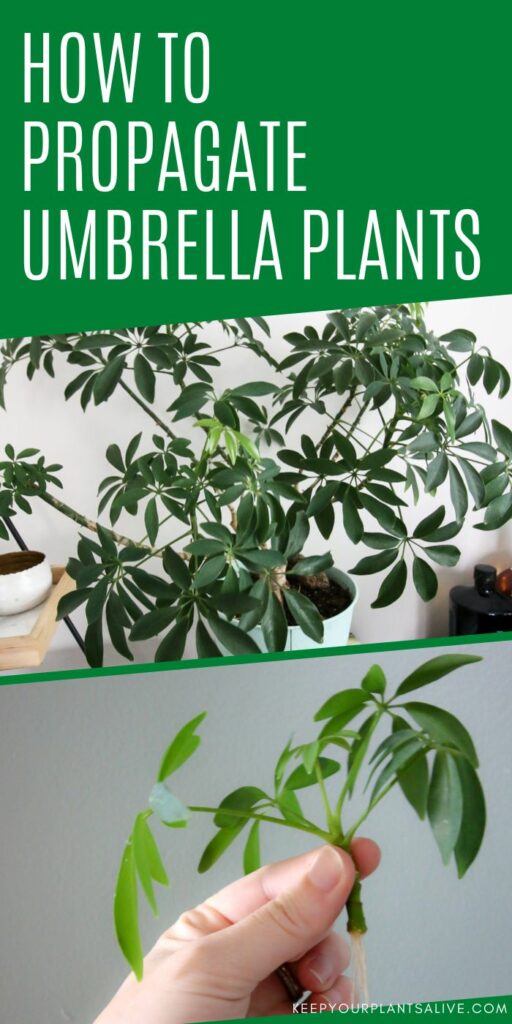 how to propagate umbrella plants