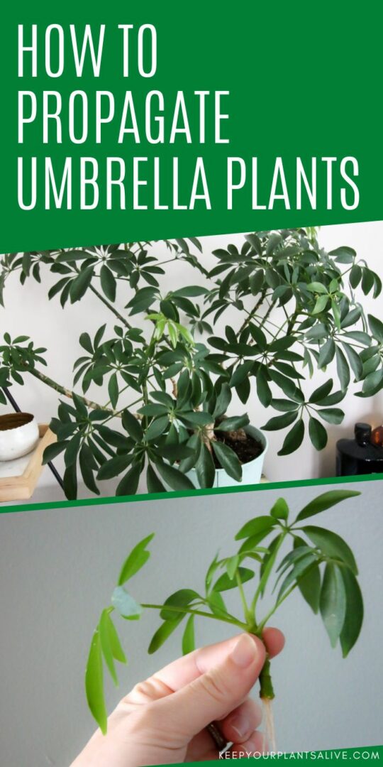 How to propagate an umbrella plant keep your plants alive