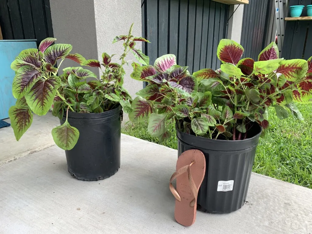 malabar spinach for scale