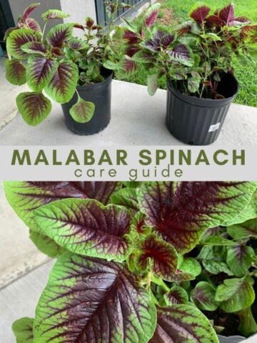 malabar spinach plant care guide