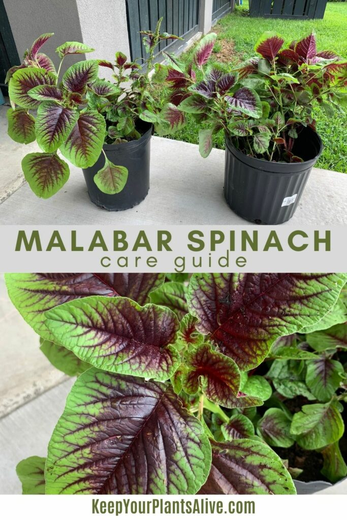 malabar spinach plant care guide