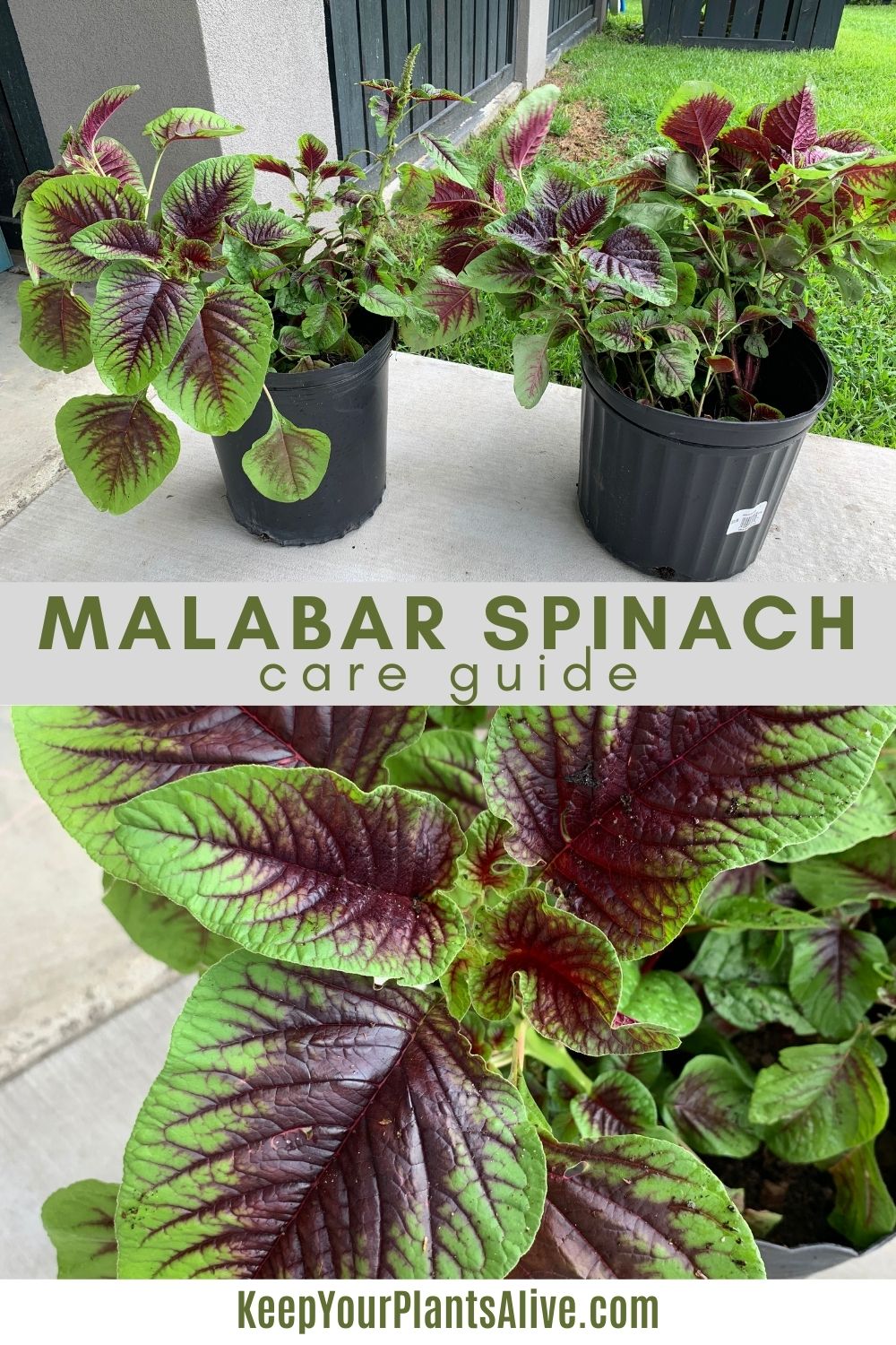 how to grow and care for malabar spinach - keep your plants alive