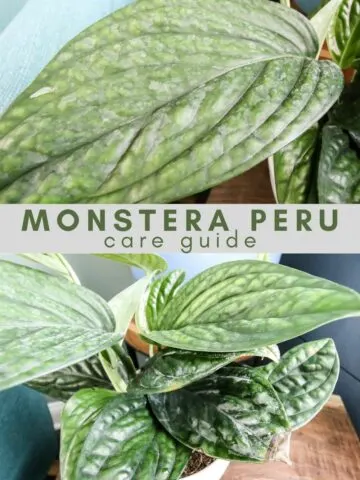 monstera peru green galaxy plant care guide