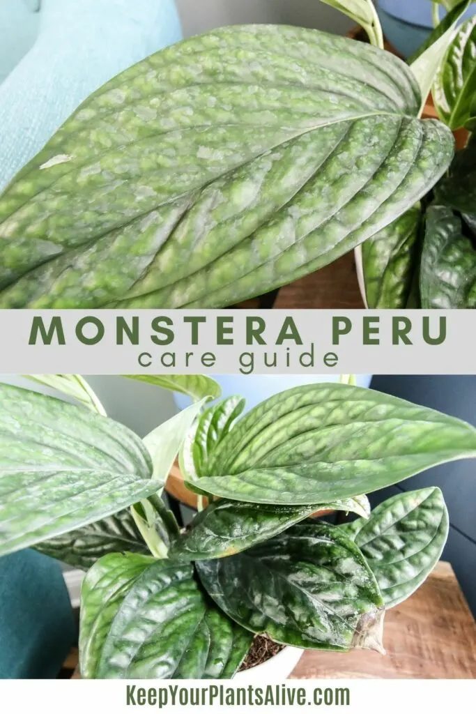 monstera peru green galaxy plant care guide