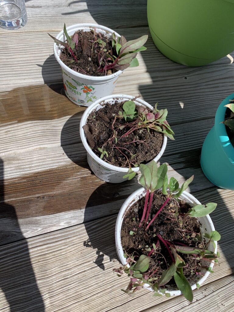 potted malabar spinach