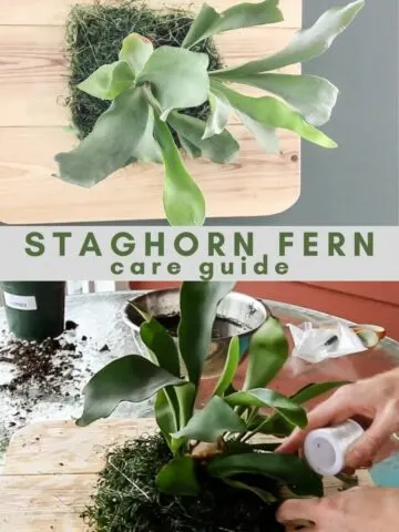 staghorn fern care guide