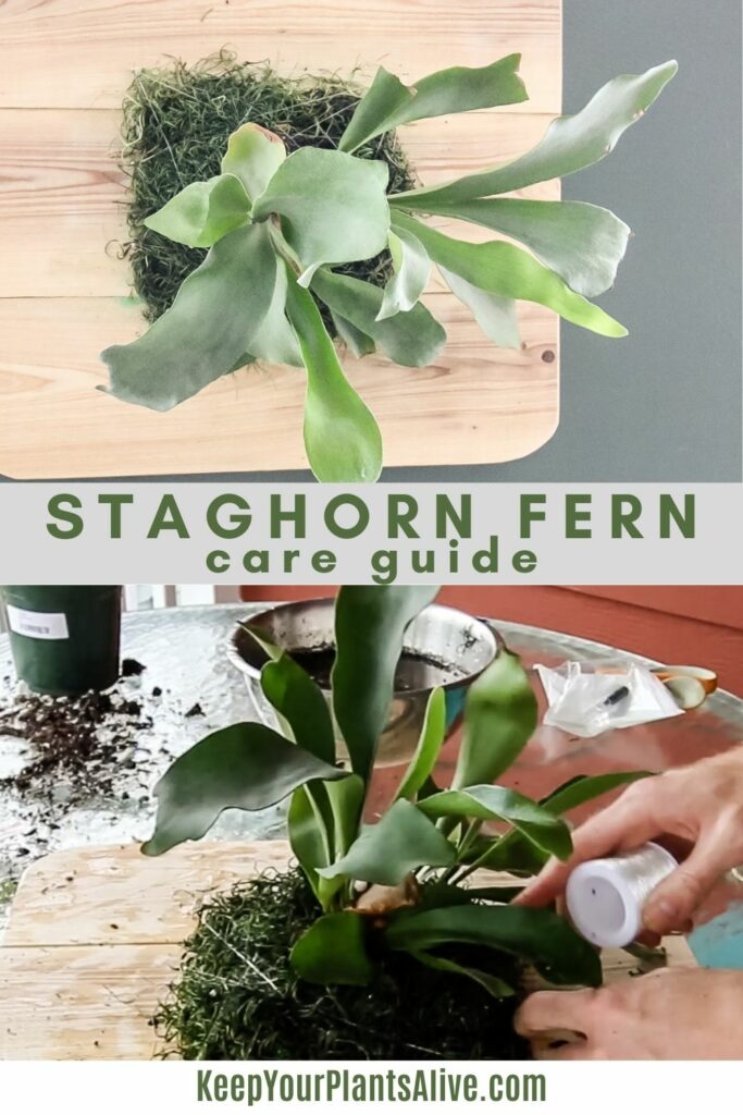 staghorn fern care guide