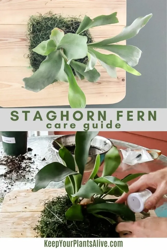 staghorn fern care guide