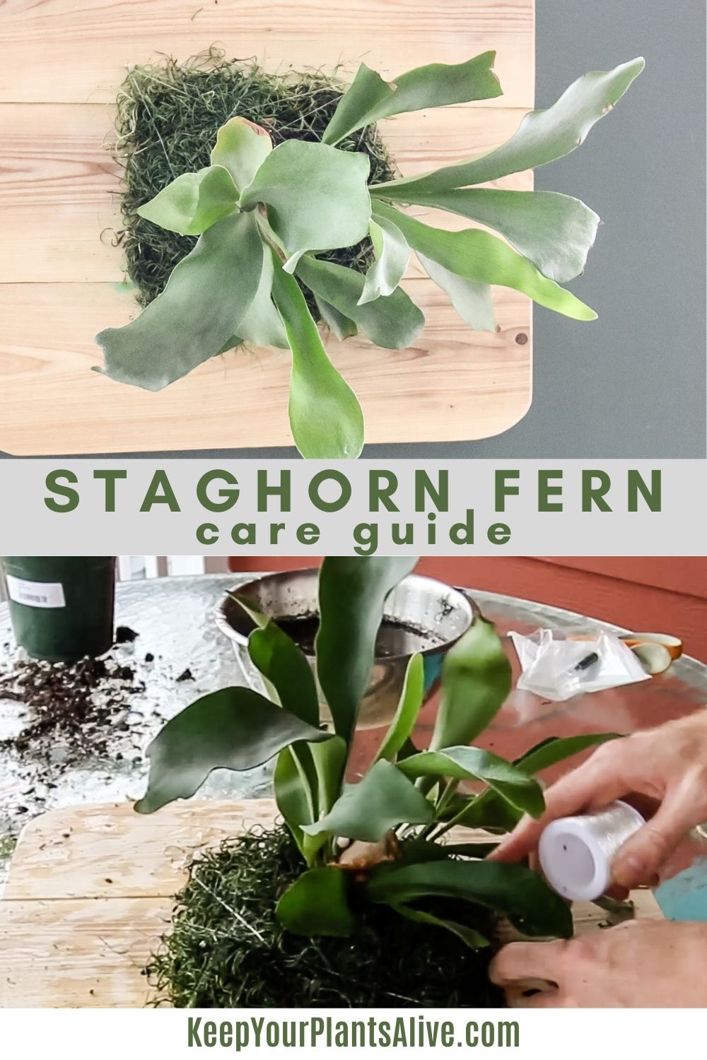 The complete Staghorn Fern care guide   keep your plants alive