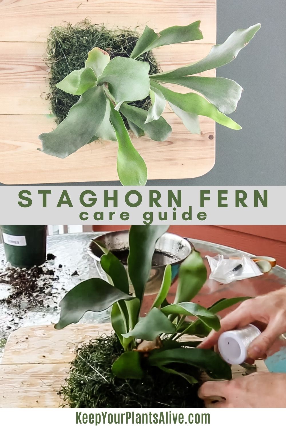 The Staghorn Fern care guide - keep plants alive