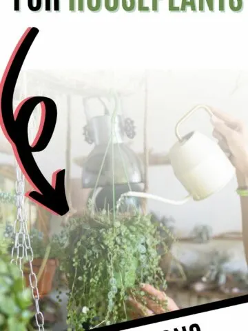 the best water for houseplants