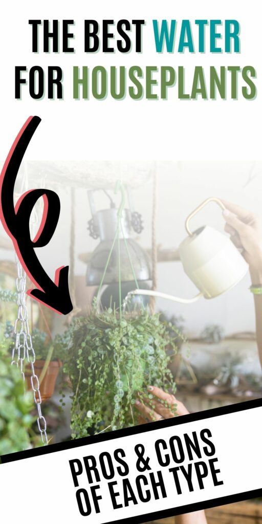 the best water for houseplants