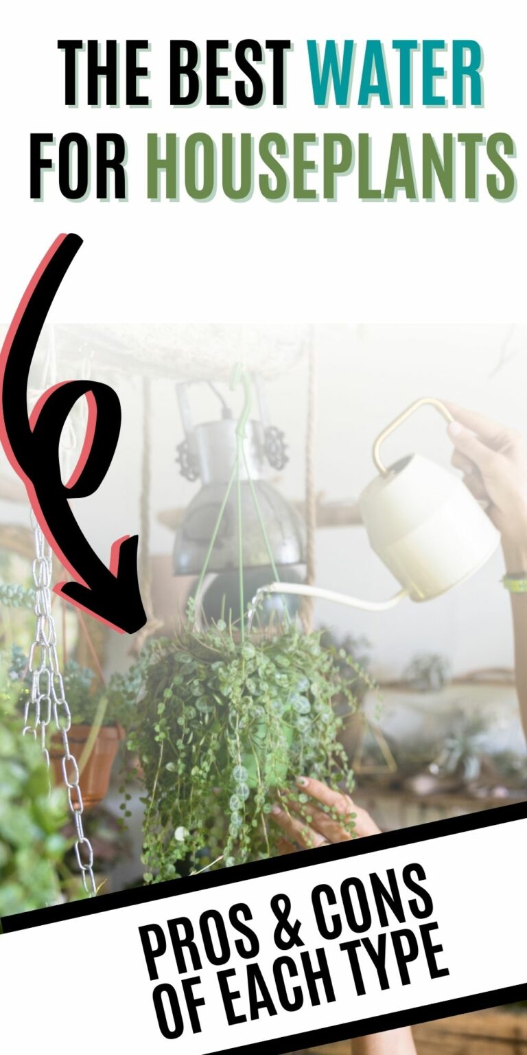 The best water for indoor plants keep your plants alive