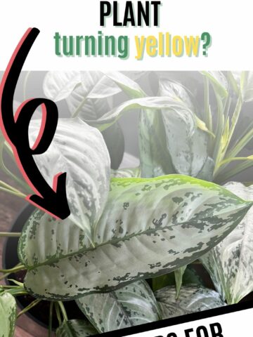 why is my CHINESE EVERGREEN plant turning yellow