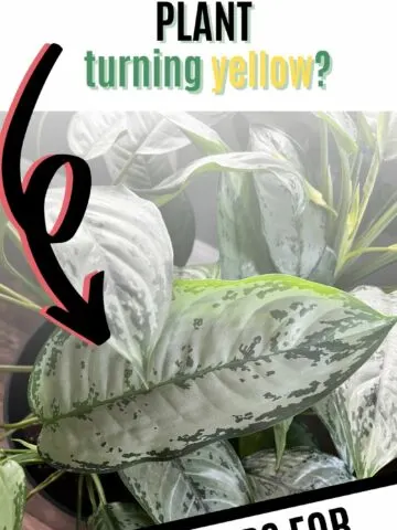 why is my CHINESE EVERGREEN plant turning yellow