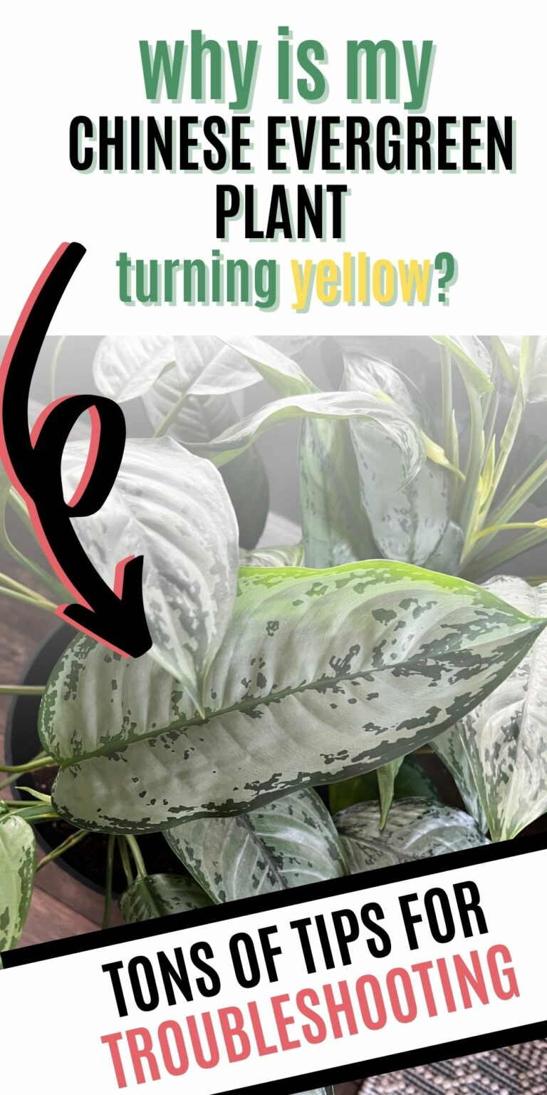 Why is my chinese evergreen plant turning yellow? keep your plants alive