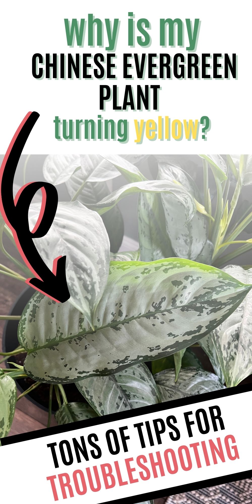 why is my CHINESE EVERGREEN plant turning yellow