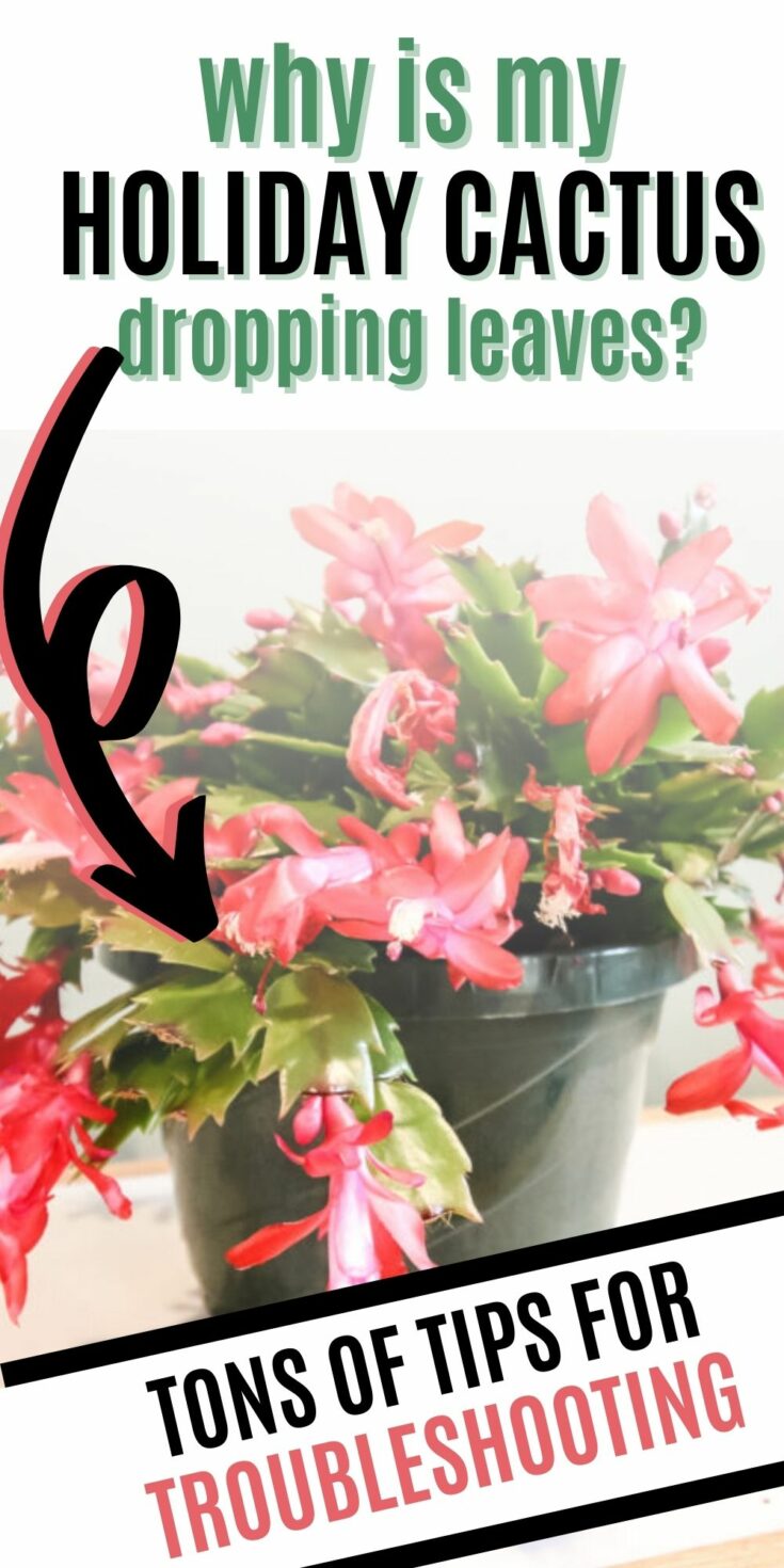 Why is my holiday cactus dropping leaves? keep your plants alive