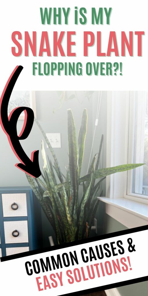 why is my snake plant flopping over