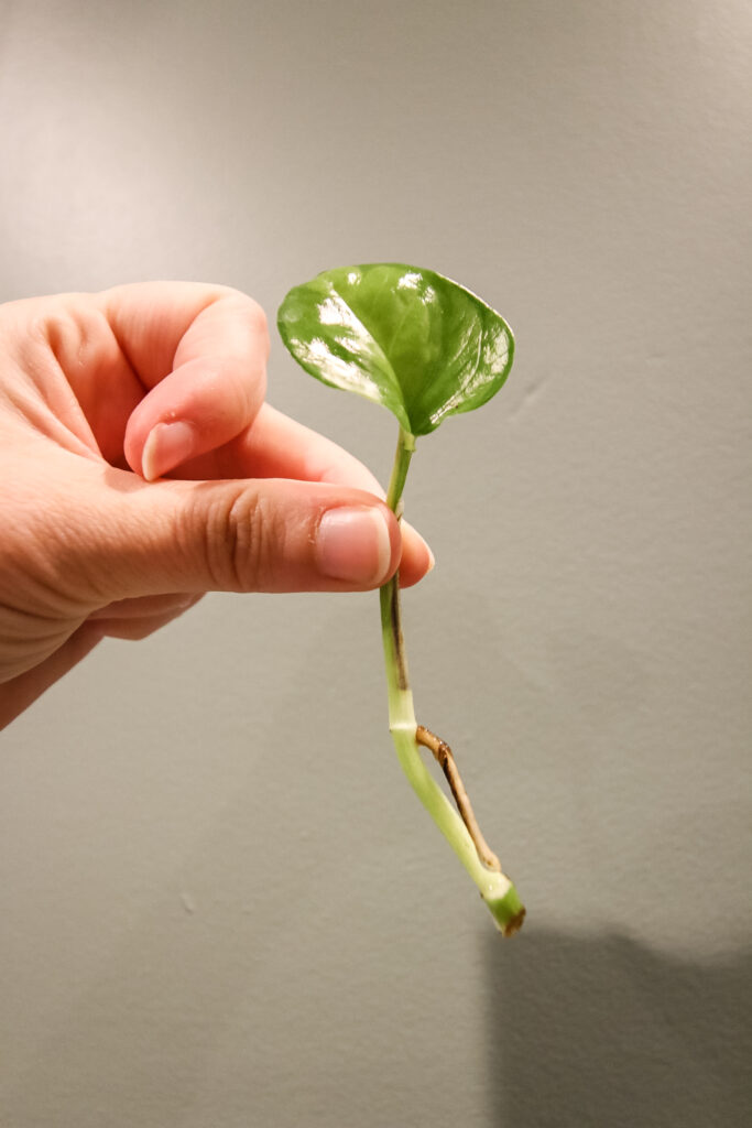 global green pothos cutting with roots