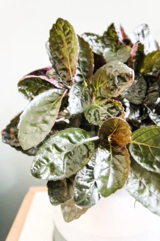 purple waffle plant