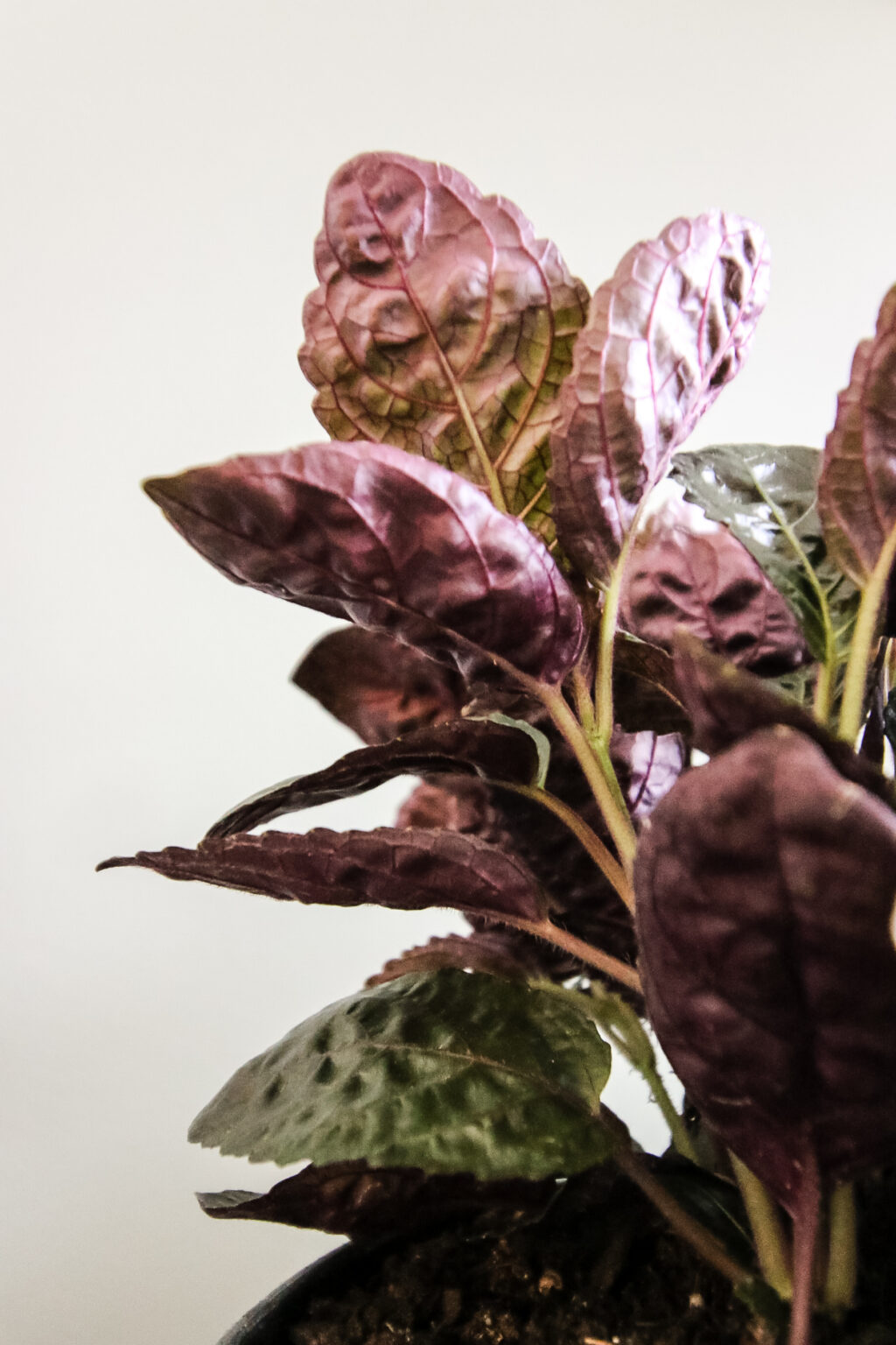 The complete purple waffle plant care guide keep your plants alive
