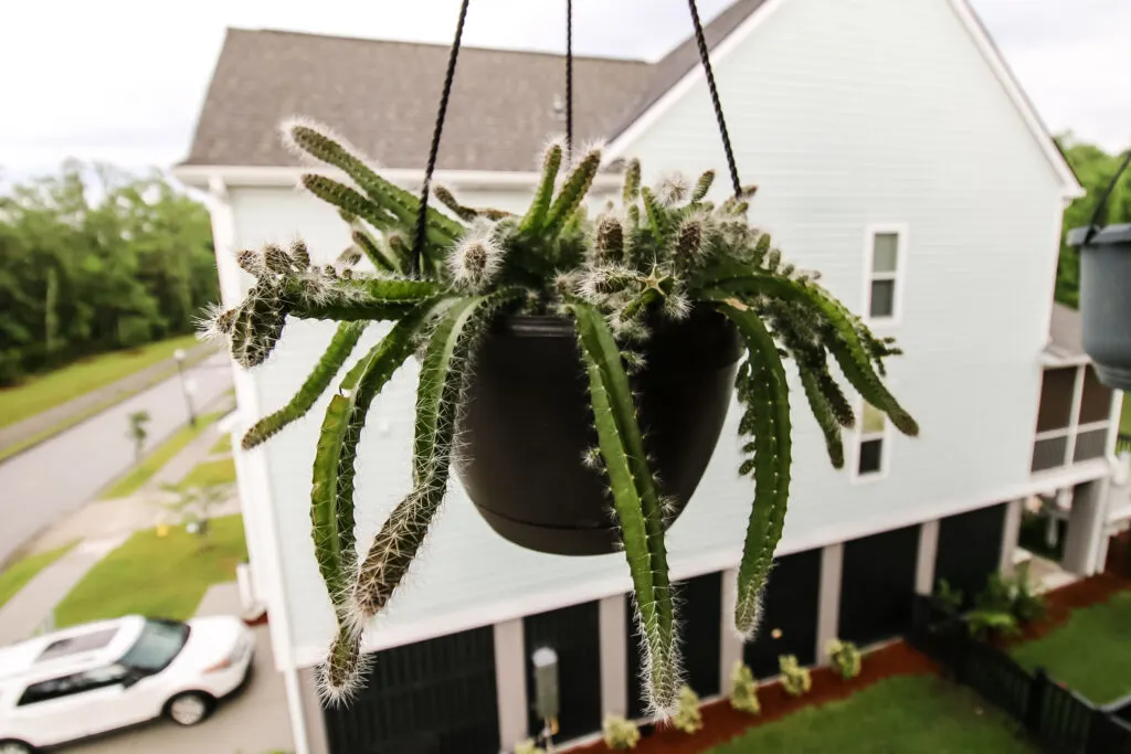 dog tail cactus in a hanging pot