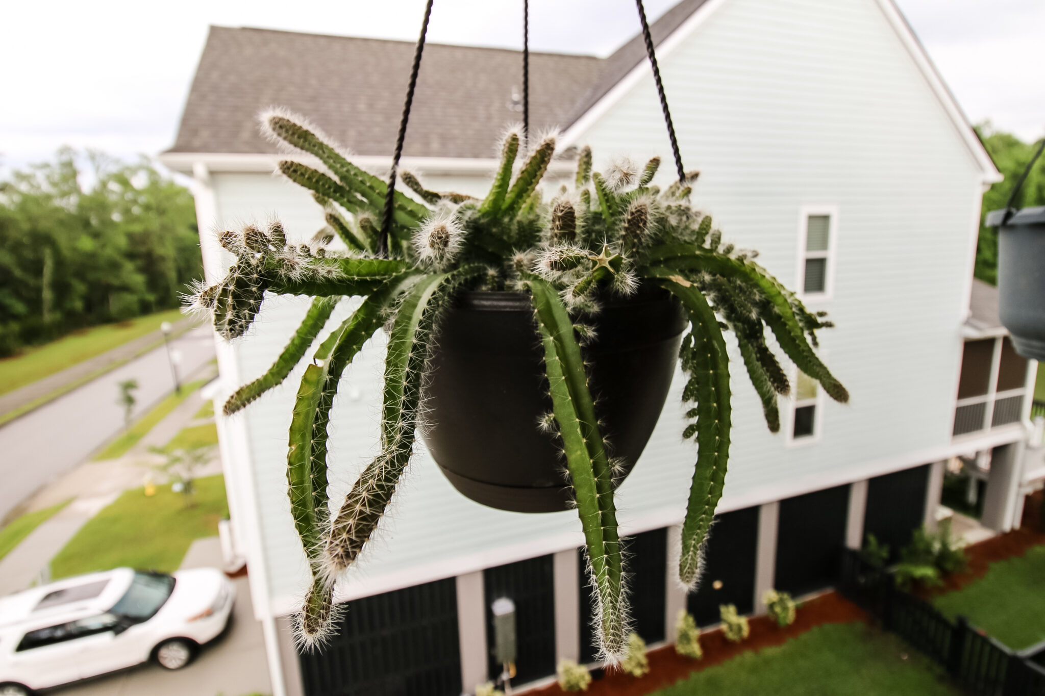 The complete Dog tail Cactus care guide keep your plants alive