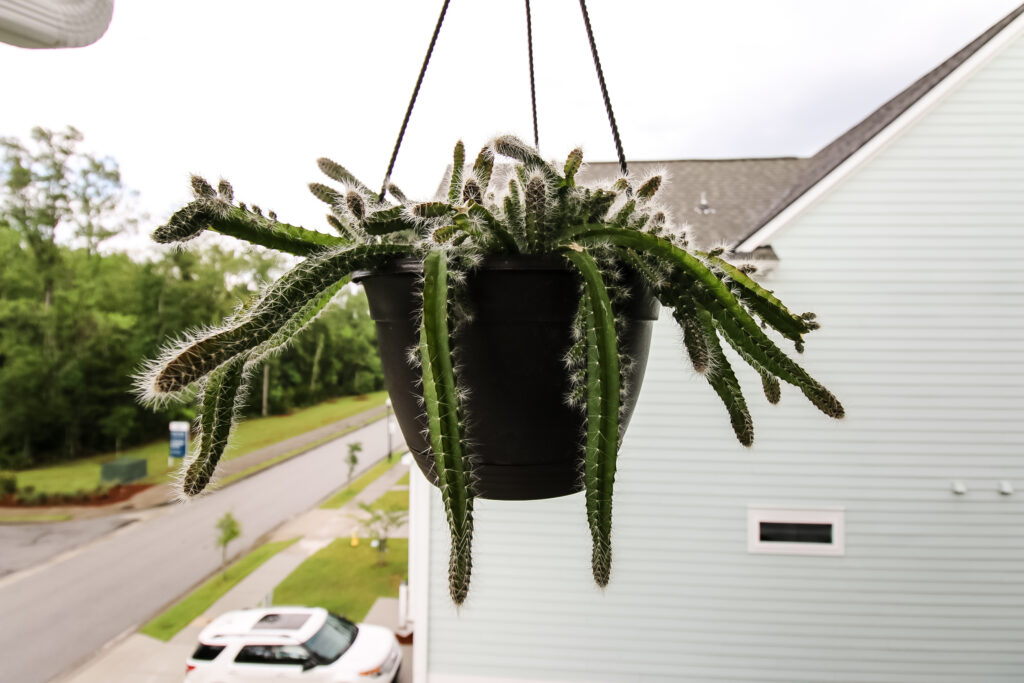 dog tail cactus in a hanging pot