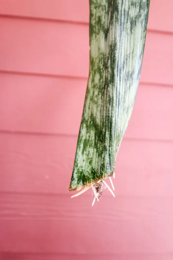 snake plant cutting roots