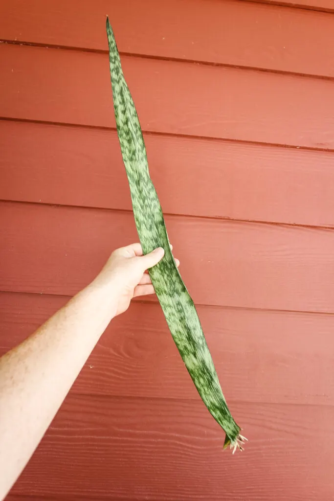 snake plant cutting roots