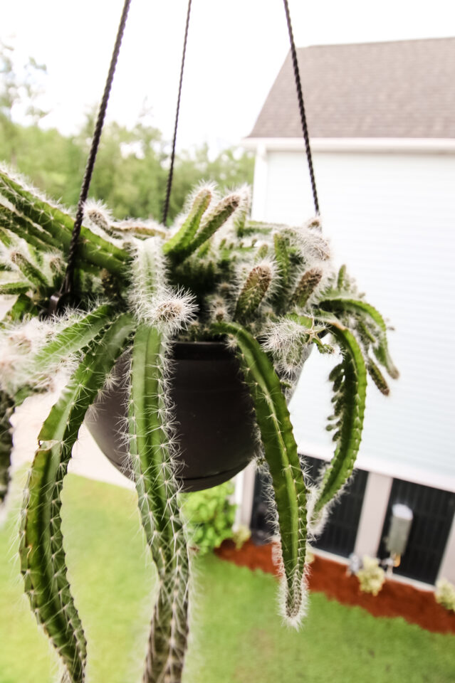 The complete Dog tail Cactus care guide keep your plants alive