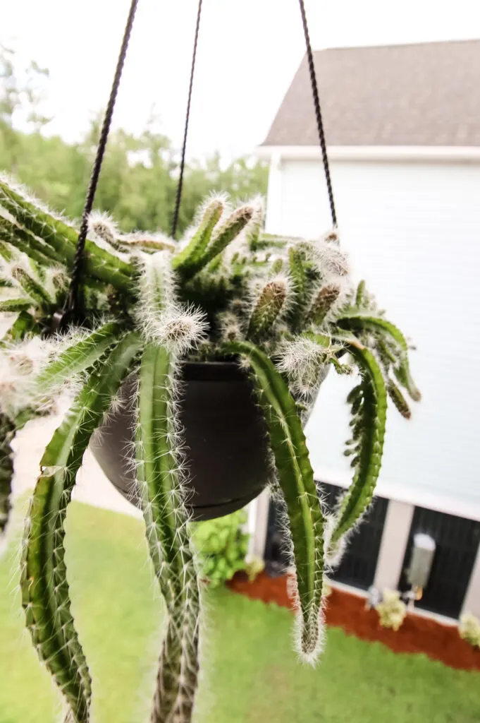 dog tail cactus in a hanging pot